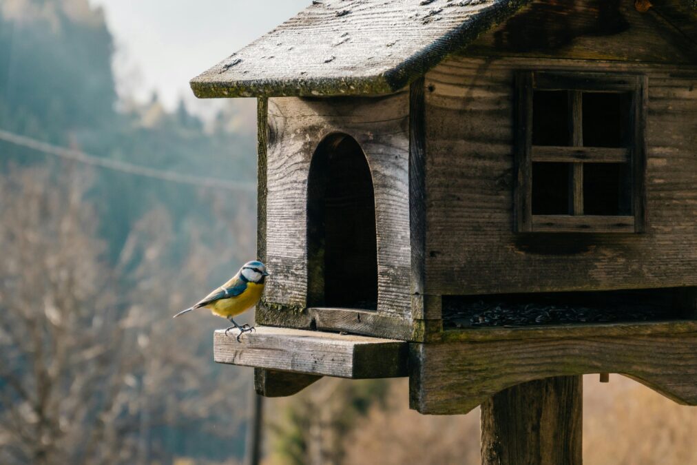 vogelhaus mit ständer