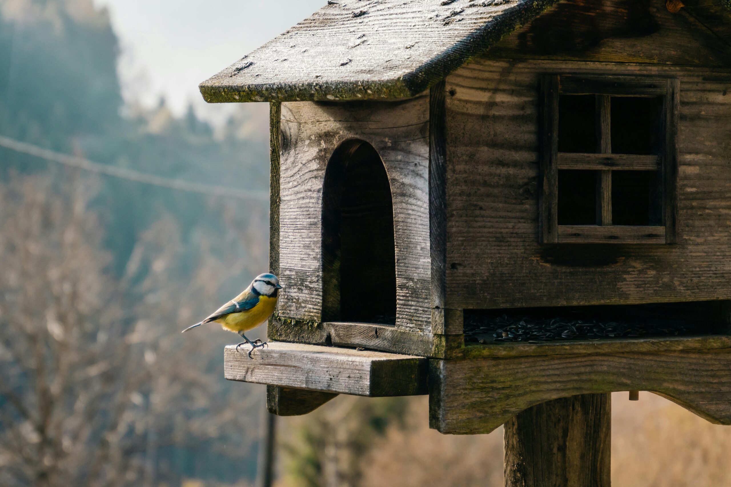vogelhaus mit ständer