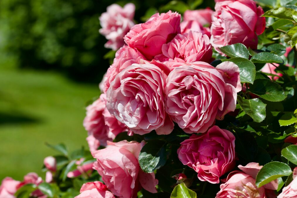wann rosen schneiden
