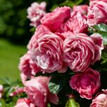 wann rosen schneiden